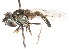  ( - CNC DIPTERA 105985)  @12 [ ] CreativeCommons - Attribution (2011) CNC/CBG Photography Group Centre for Biodiversity Genomics