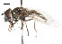  ( - CNC DIPTERA 105988)  @11 [ ] CreativeCommons - Attribution (2011) CNC/CBG Photography Group Centre for Biodiversity Genomics