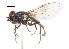  ( - CNC DIPTERA 106000)  @12 [ ] CreativeCommons - Attribution (2011) CNC/CBG Photography Group Centre for Biodiversity Genomics