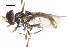  ( - CNC DIPTERA 106067)  @11 [ ] CreativeCommons - Attribution (2011) CNC/CBG Photography Group Centre for Biodiversity Genomics