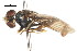  ( - CNC DIPTERA 106068)  @11 [ ] CreativeCommons - Attribution (2011) CNC/CBG Photography Group Centre for Biodiversity Genomics