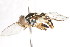  ( - CNC DIPTERA 106073)  @11 [ ] CreativeCommons - Attribution (2011) CNC/CBG Photography Group Centre for Biodiversity Genomics