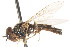  ( - CNC DIPTERA 24332)  @11 [ ] CreativeCommons - Attribution (2011) CNC/CBG Photography Group Centre for Biodiversity Genomics