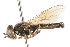  ( - CNC DIPTERA 24335)  @11 [ ] CreativeCommons - Attribution (2011) CNC/CBG Photography Group Centre for Biodiversity Genomics