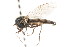  ( - CNC DIPTERA 24719)  @12 [ ] CreativeCommons - Attribution (2011) CNC/CBG Photography Group Centre for Biodiversity Genomics