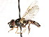  ( - CNC DIPTERA 25174)  @13 [ ] CreativeCommons - Attribution (2011) CNC/CBG Photography Group Centre for Biodiversity Genomics