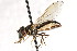  ( - CNC DIPTERA 25175)  @14 [ ] CreativeCommons - Attribution (2011) CNC/CBG Photography Group Centre for Biodiversity Genomics