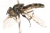  ( - CNC DIPTERA 25810)  @12 [ ] CreativeCommons - Attribution (2011) CNC/CBG Photography Group Centre for Biodiversity Genomics