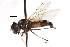  ( - CNC DIPTERA 25817)  @13 [ ] CreativeCommons - Attribution (2011) CNC/CBG Photography Group Centre for Biodiversity Genomics