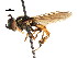  ( - CNC DIPTERA 27156)  @13 [ ] CreativeCommons - Attribution (2011) CNC/CBG Photography Group Centre for Biodiversity Genomics