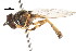  ( - CNC DIPTERA 27171)  @12 [ ] CreativeCommons - Attribution (2011) CNC/CBG Photography Group Centre for Biodiversity Genomics