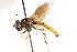  ( - CNC DIPTERA 27224)  @13 [ ] CreativeCommons - Attribution (2011) CNC/CBG Photography Group Centre for Biodiversity Genomics