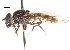  ( - CNC DIPTERA 27403)  @13 [ ] CreativeCommons - Attribution (2011) CNC/CBG Photography Group Centre for Biodiversity Genomics