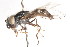  ( - CNC DIPTERA 27516)  @11 [ ] CreativeCommons - Attribution (2011) CNC/CBG Photography Group Centre for Biodiversity Genomics