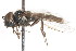  (Platycheirus pullatus - CNC DIPTERA 28198)  @13 [ ] CreativeCommons - Attribution (2011) CNC/CBG Photography Group Centre for Biodiversity Genomics