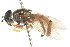  ( - CNC DIPTERA 298)  @13 [ ] CreativeCommons - Attribution (2011) CNC/CBG Photography Group Centre for Biodiversity Genomics