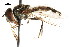  ( - CNC DIPTERA 35038)  @11 [ ] CreativeCommons - Attribution (2011) CNC/CBG Photography Group Centre for Biodiversity Genomics