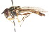  ( - CNC DIPTERA 35137)  @14 [ ] CreativeCommons - Attribution (2011) CNC/CBG Photography Group Centre for Biodiversity Genomics