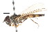  ( - CNC DIPTERA 35138)  @13 [ ] CreativeCommons - Attribution (2011) CNC/CBG Photography Group Centre for Biodiversity Genomics