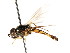  ( - CNC DIPTERA 35153)  @13 [ ] CreativeCommons - Attribution (2011) CNC/CBG Photography Group Centre for Biodiversity Genomics