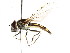  ( - CNC DIPTERA 35791)  @13 [ ] CreativeCommons - Attribution (2011) CNC/CBG Photography Group Centre for Biodiversity Genomics