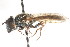  ( - CNC DIPTERA 73475)  @13 [ ] CreativeCommons - Attribution (2011) CNC/CBG Photography Group Centre for Biodiversity Genomics