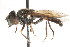  ( - CNC DIPTERA 73491)  @13 [ ] CreativeCommons - Attribution (2011) CNC/CBG Photography Group Centre for Biodiversity Genomics