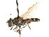  (Platycheirus - CNC DIPTERA 73516)  @16 [ ] CreativeCommons - Attribution (2011) CNC/CBG Photography Group Centre for Biodiversity Genomics