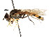  ( - CNC DIPTERA 73573)  @13 [ ] CreativeCommons - Attribution (2011) CNC/CBG Photography Group Centre for Biodiversity Genomics