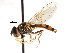  ( - CNC DIPTERA 73579)  @13 [ ] CreativeCommons - Attribution (2011) CNC/CBG Photography Group Centre for Biodiversity Genomics