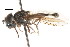  ( - CNC DIPTERA 73605)  @12 [ ] CreativeCommons - Attribution (2011) CNC/CBG Photography Group Centre for Biodiversity Genomics