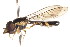  ( - CNC DIPTERA 74086)  @12 [ ] CreativeCommons - Attribution (2011) CNC/CBG Photography Group Centre for Biodiversity Genomics