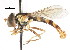  (Sphaerophoria brevipilosa - CNC DIPTERA 75607)  @13 [ ] CreativeCommons - Attribution (2011) CNC/CBG Photography Group Centre for Biodiversity Genomics