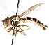  (Sphaerophoria longipilosa - CNC DIPTERA 76124)  @14 [ ] CreativeCommons - Attribution (2011) CNC/CBG Photography Group Centre for Biodiversity Genomics