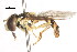  ( - CNC DIPTERA 76751)  @11 [ ] CreativeCommons - Attribution (2011) CNC/CBG Photography Group Centre for Biodiversity Genomics