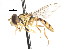  ( - CNC DIPTERA 76791)  @14 [ ] CreativeCommons - Attribution (2011) CNC/CBG Photography Group Centre for Biodiversity Genomics