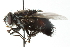  ( - CNC DIPTERA 103921)  @13 [ ] CreativeCommons - Attribution (2011) CNC/CBG Photography Group Centre for Biodiversity Genomics