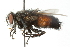  ( - CNC DIPTERA 103949)  @14 [ ] CreativeCommons - Attribution (2011) CNC/CBG Photography Group Centre for Biodiversity Genomics