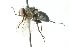  (Phantasiomyia atripes - CNC DIPTERA 103983)  @13 [ ] CreativeCommons - Attribution (2011) CNC/CBG Photography Group Centre for Biodiversity Genomics