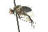  (Phantasiomyia - CNC DIPTERA 103986)  @13 [ ] CreativeCommons - Attribution (2011) CNC/CBG Photography Group Centre for Biodiversity Genomics