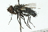  ( - CNC DIPTERA 104003)  @14 [ ] CreativeCommons - Attribution (2011) CNC/CBG Photography Group Centre for Biodiversity Genomics