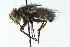  ( - CNC DIPTERA 104015)  @14 [ ] CreativeCommons - Attribution (2011) CNC/CBG Photography Group Centre for Biodiversity Genomics