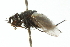  (Trafoia arctica - CNC DIPTERA 104031)  @12 [ ] CreativeCommons - Attribution (2011) CNC/CBG Photography Group Centre for Biodiversity Genomics