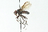  (Trafoia Ecuador sp. 2 - CNC DIPTERA 104035)  @11 [ ] CreativeCommons - Attribution (2011) CNC/CBG Photography Group Centre for Biodiversity Genomics