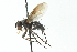  ( - CNC DIPTERA 104036)  @11 [ ] CreativeCommons - Attribution (2011) CNC/CBG Photography Group Centre for Biodiversity Genomics