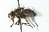  (Trafoia nr. sp - CNC DIPTERA 104037)  @12 [ ] CreativeCommons - Attribution (2011) CNC/CBG Photography Group Centre for Biodiversity Genomics