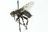  (Trafoia sp. 1 - CNC DIPTERA 104039)  @13 [ ] CreativeCommons - Attribution (2011) CNC/CBG Photography Group Centre for Biodiversity Genomics