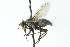  ( - CNC DIPTERA 104058)  @13 [ ] CreativeCommons - Attribution (2011) CNC/CBG Photography Group Centre for Biodiversity Genomics