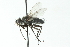  (Paradidyma sp. 1 - CNC DIPTERA 104062)  @13 [ ] CreativeCommons - Attribution (2011) CNC/CBG Photography Group Centre for Biodiversity Genomics