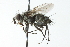  ( - CNC DIPTERA 104064)  @13 [ ] CreativeCommons - Attribution (2011) CNC/CBG Photography Group Centre for Biodiversity Genomics